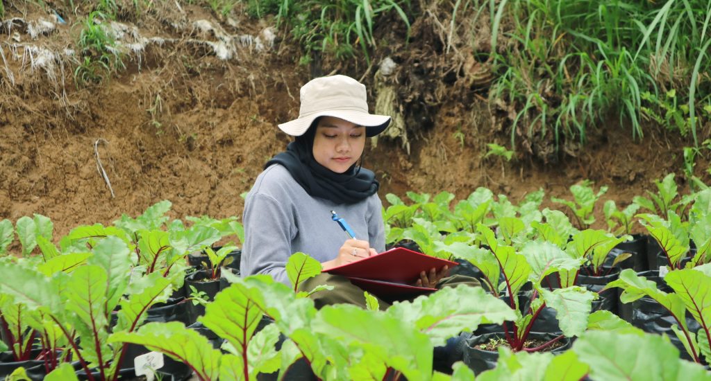 Buah Bit Cisaroni